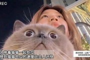 娱乐吃瓜猫作品原声,原声音乐背后的故事与魅力